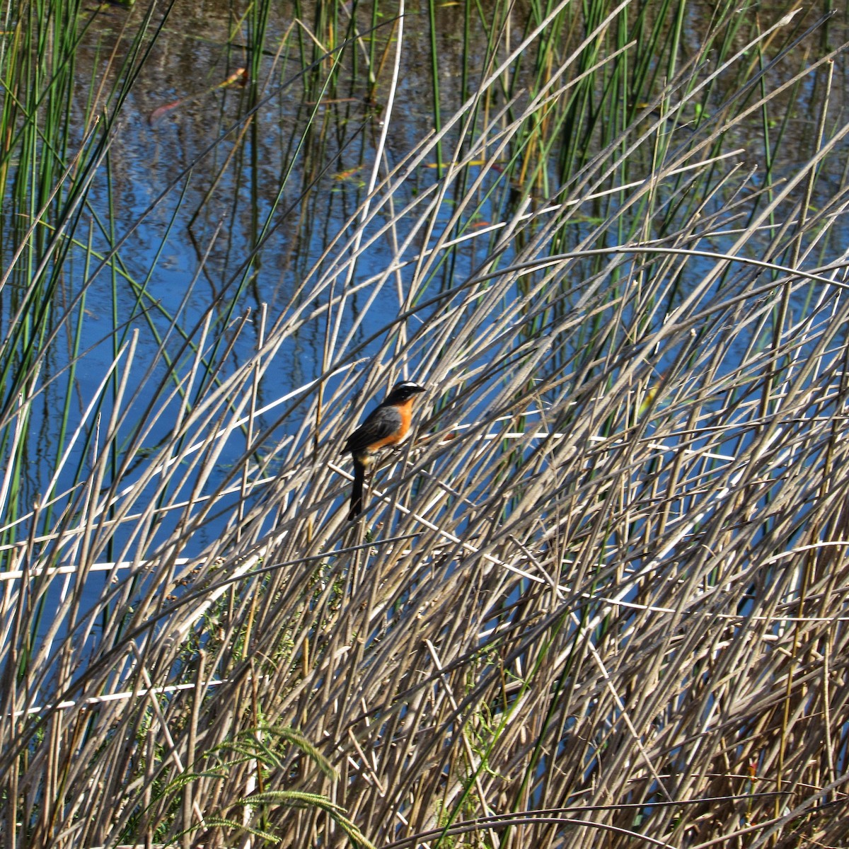 Black-and-rufous Warbling Finch - ML623640010