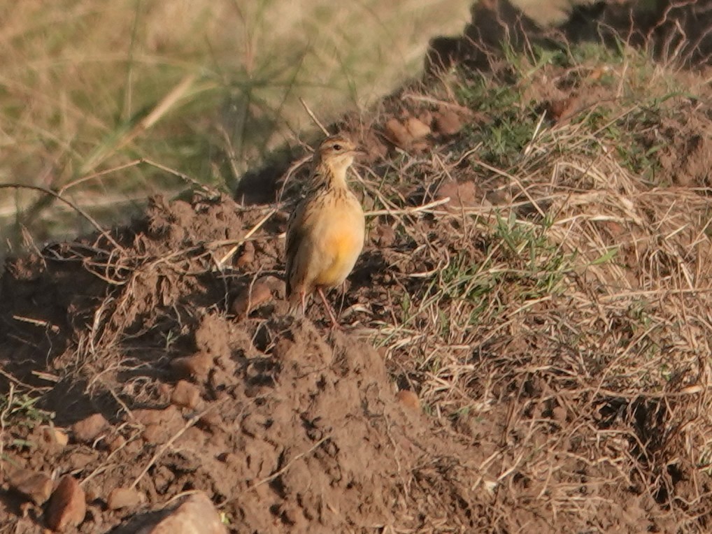 Rosy-throated Longclaw - ML623640022