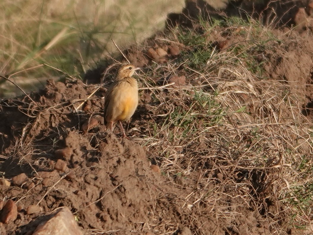 Rosy-throated Longclaw - ML623640023