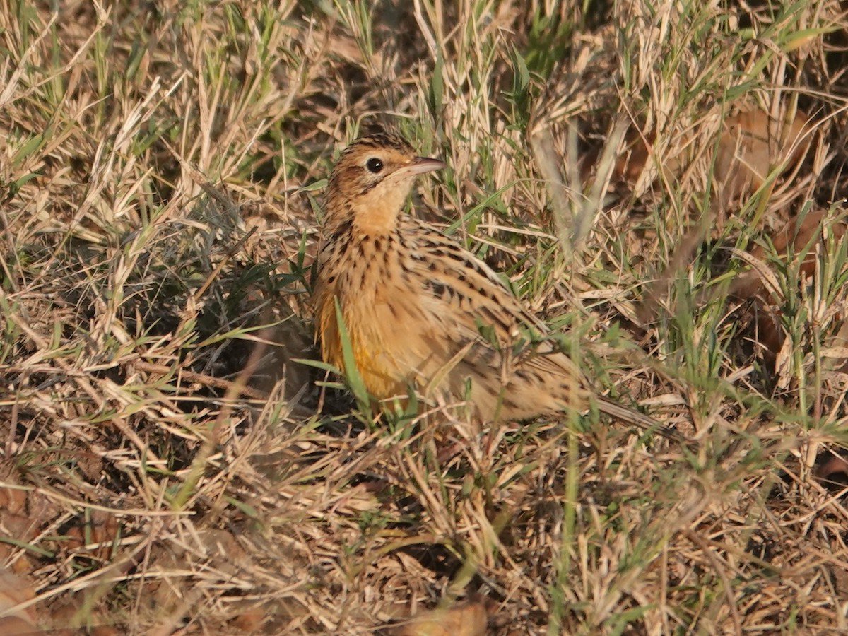 Rosy-throated Longclaw - ML623640024