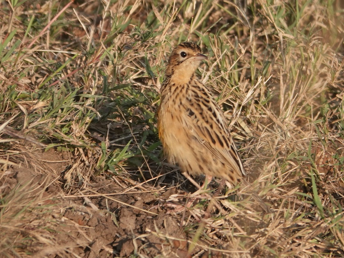 Rosy-throated Longclaw - ML623640025