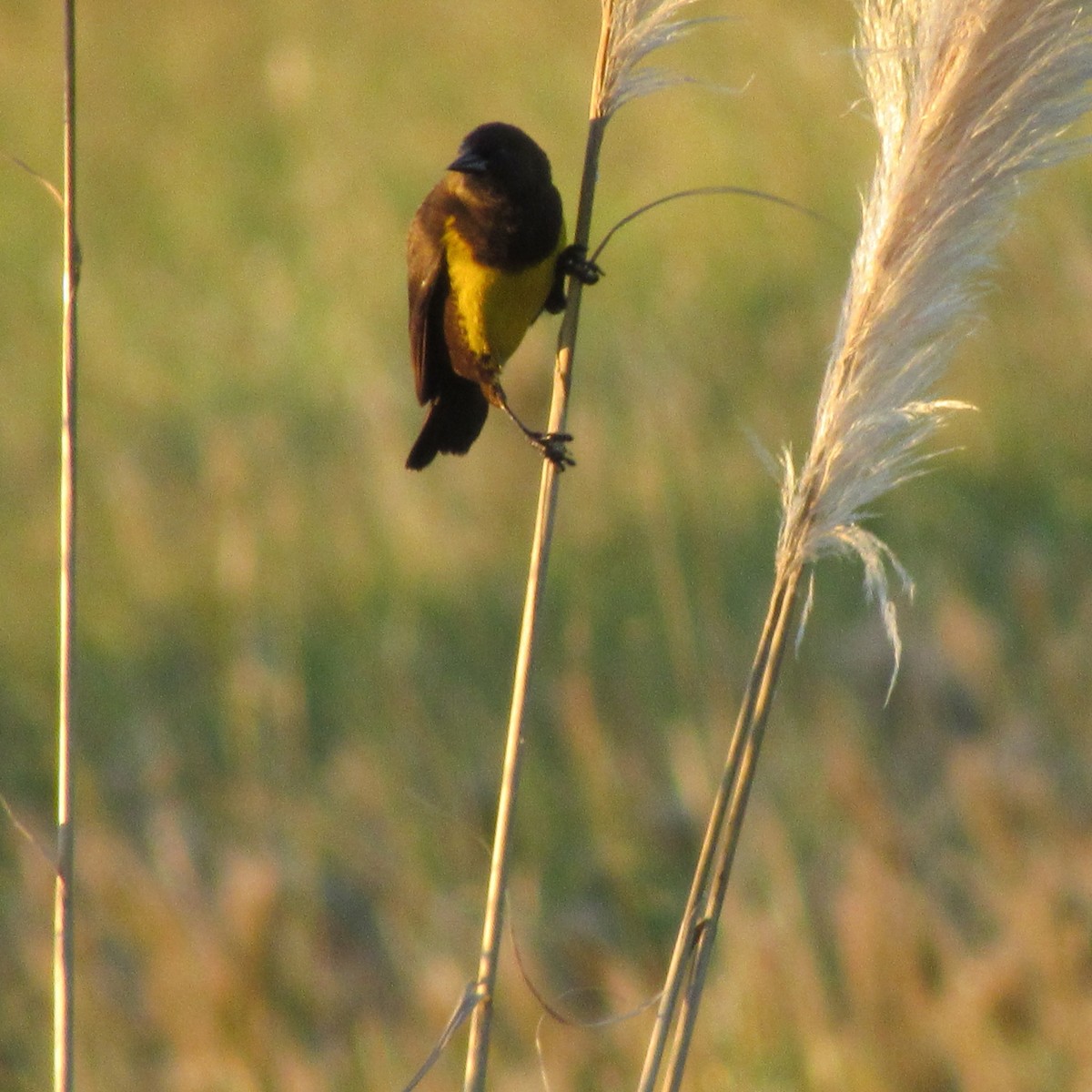 Brown-and-yellow Marshbird - ML623640026