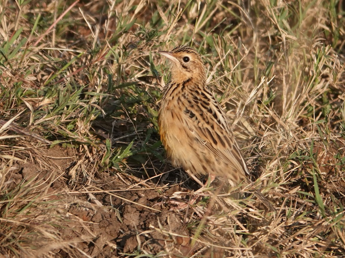 Rosy-throated Longclaw - ML623640027