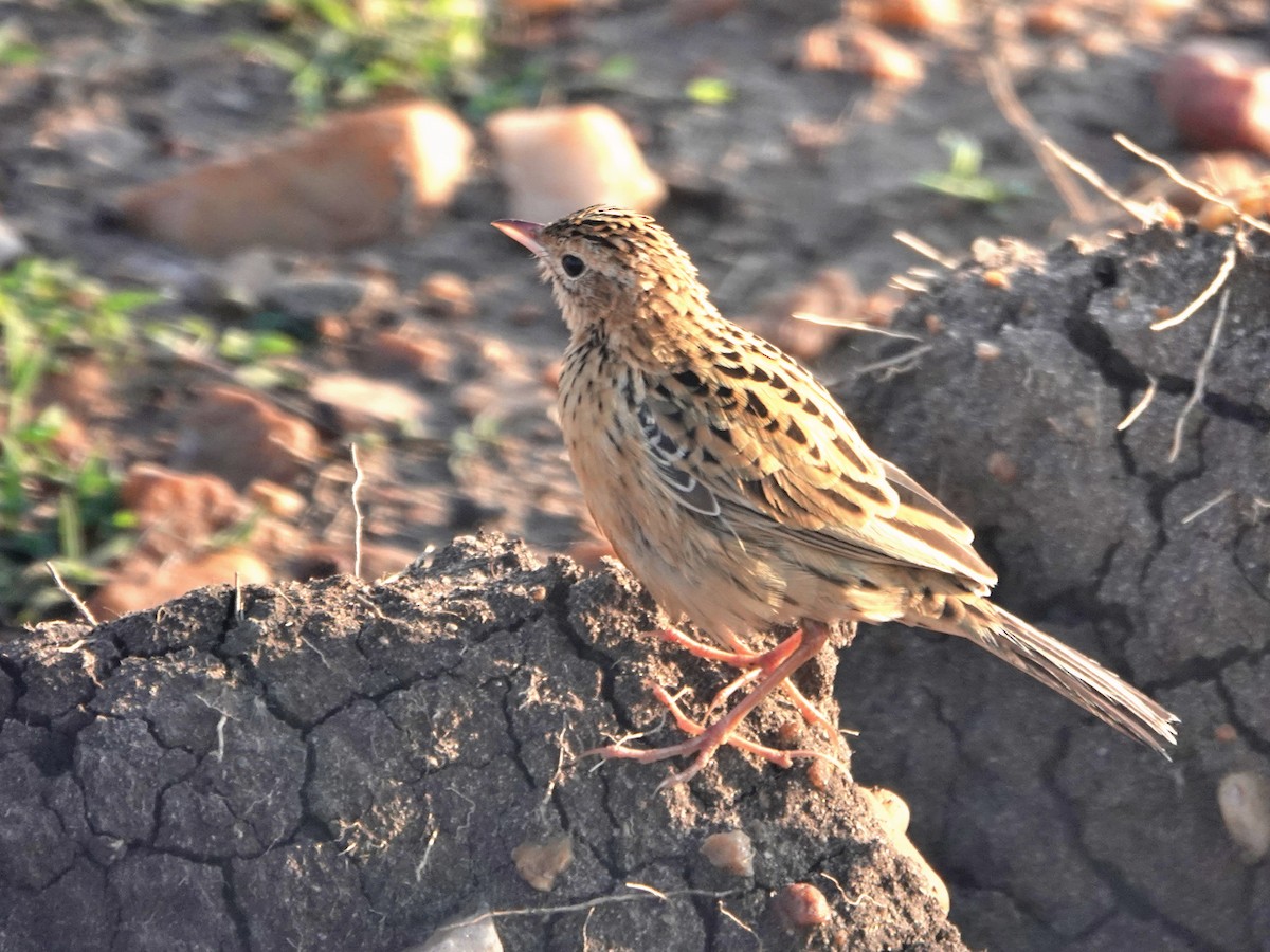 Rosy-throated Longclaw - ML623640029