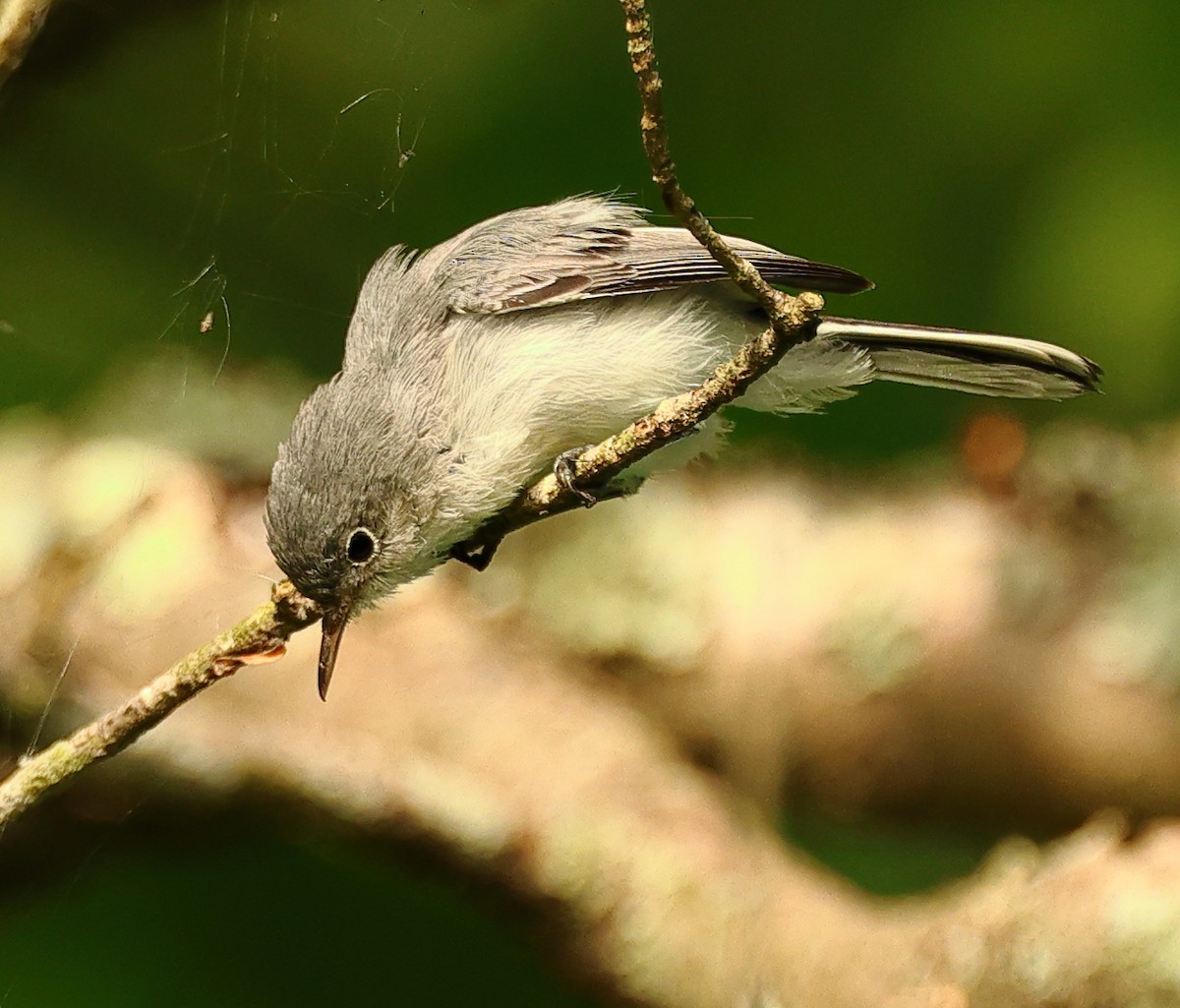 Blue-gray Gnatcatcher - ML623640035