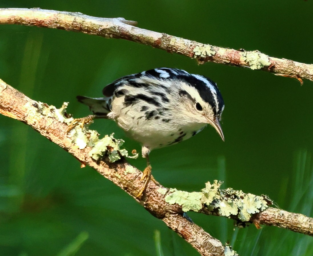 Black-and-white Warbler - ML623640064