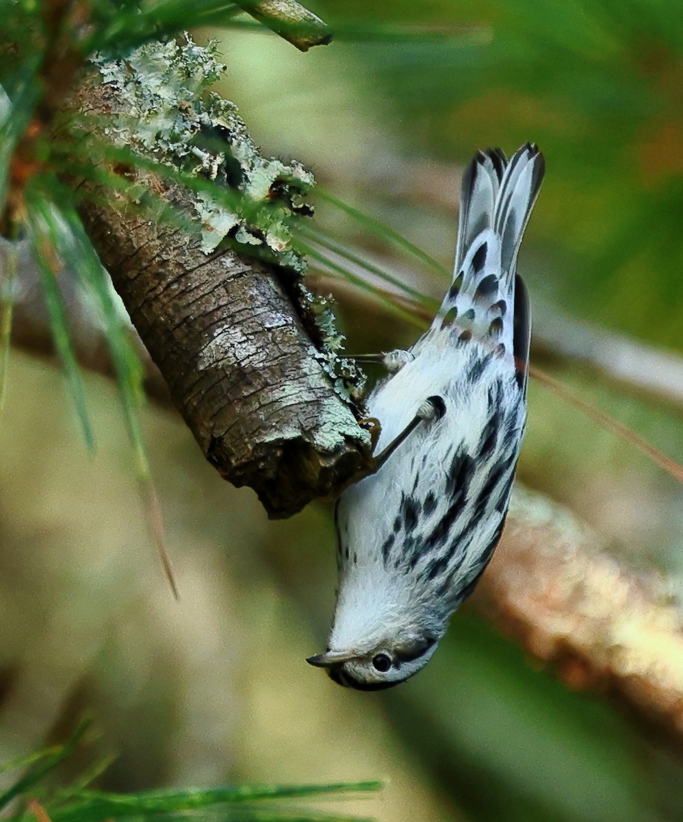 Black-and-white Warbler - ML623640065