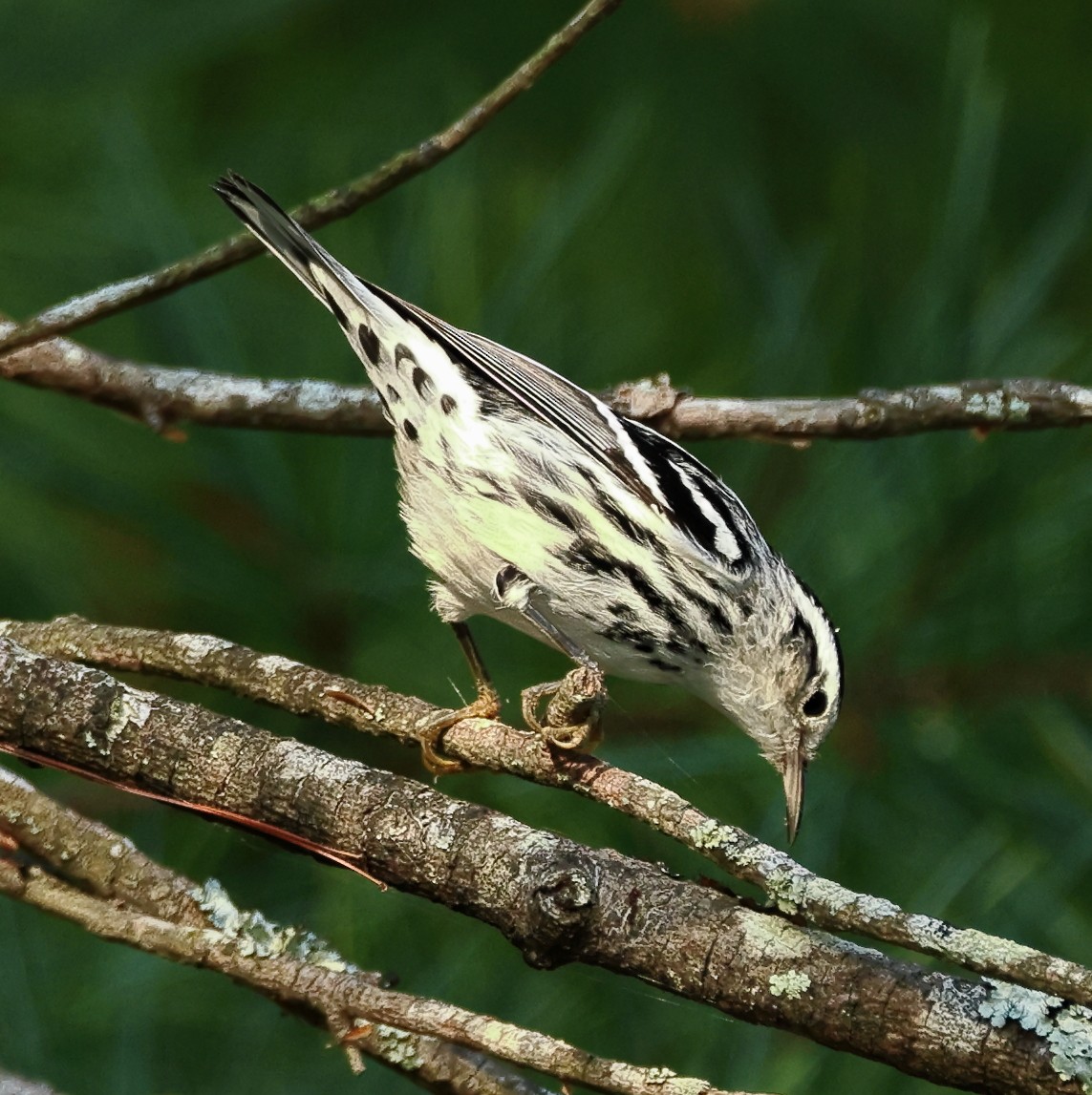 Black-and-white Warbler - ML623640066