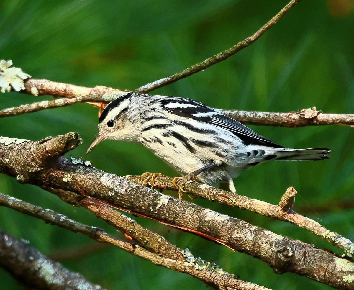 Black-and-white Warbler - ML623640068