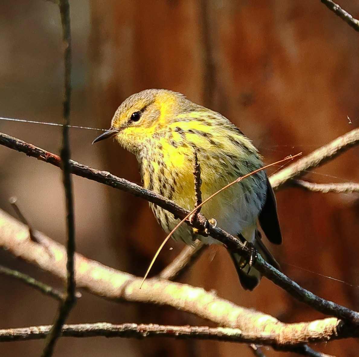 Cape May Warbler - ML623640075