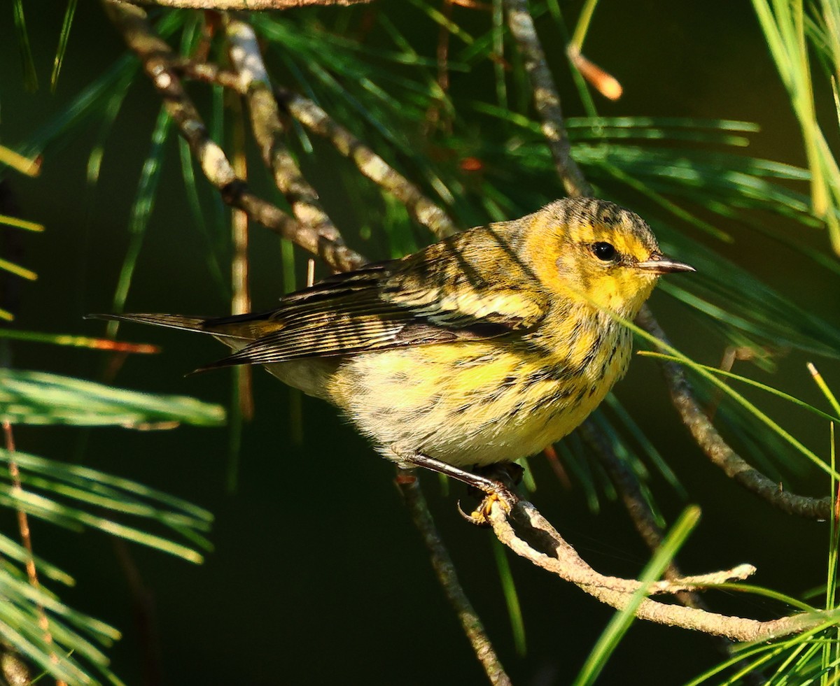 Cape May Warbler - ML623640076