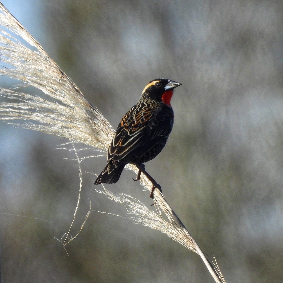 White-browed Meadowlark - ML623640094