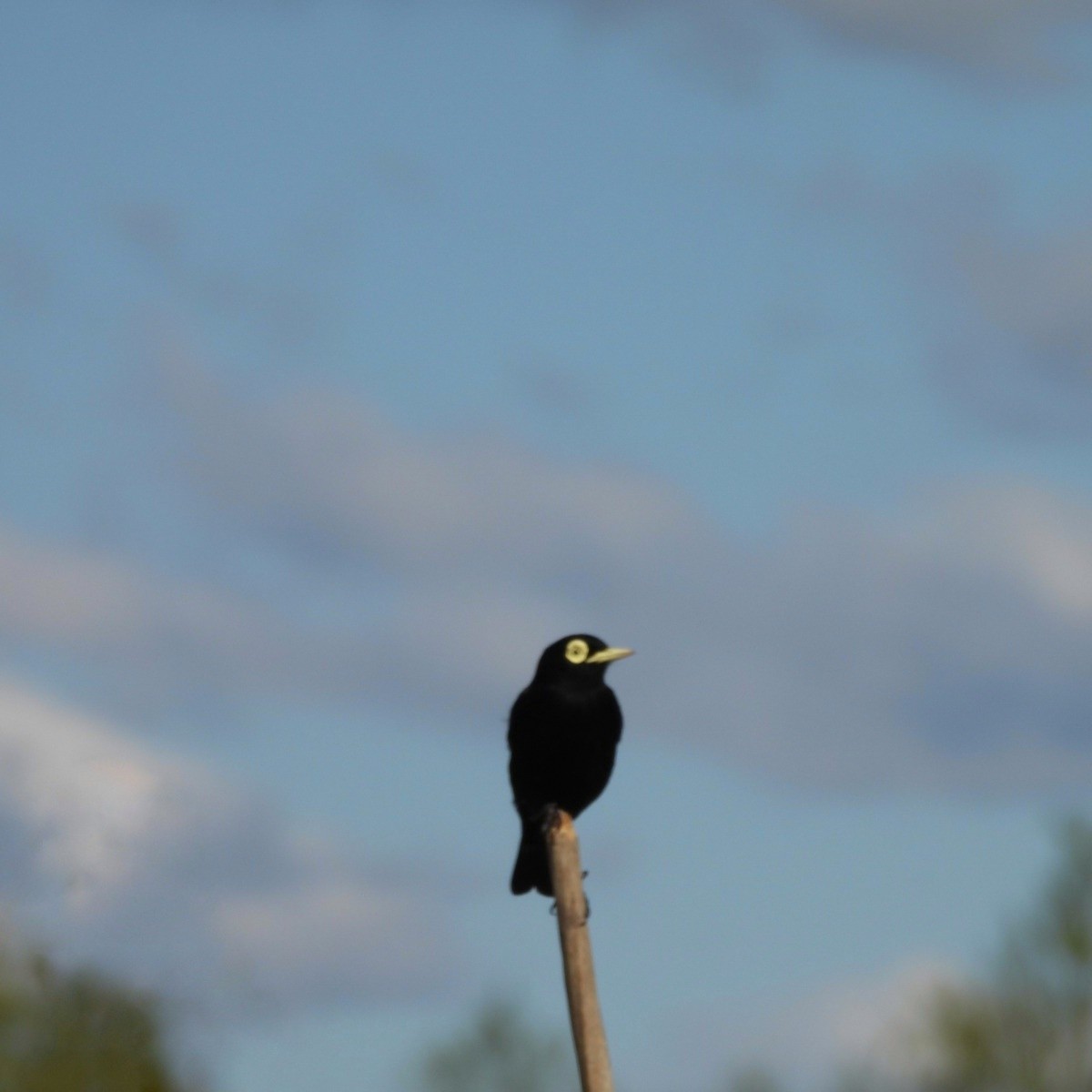 Spectacled Tyrant - AndreLu AndreaVergara