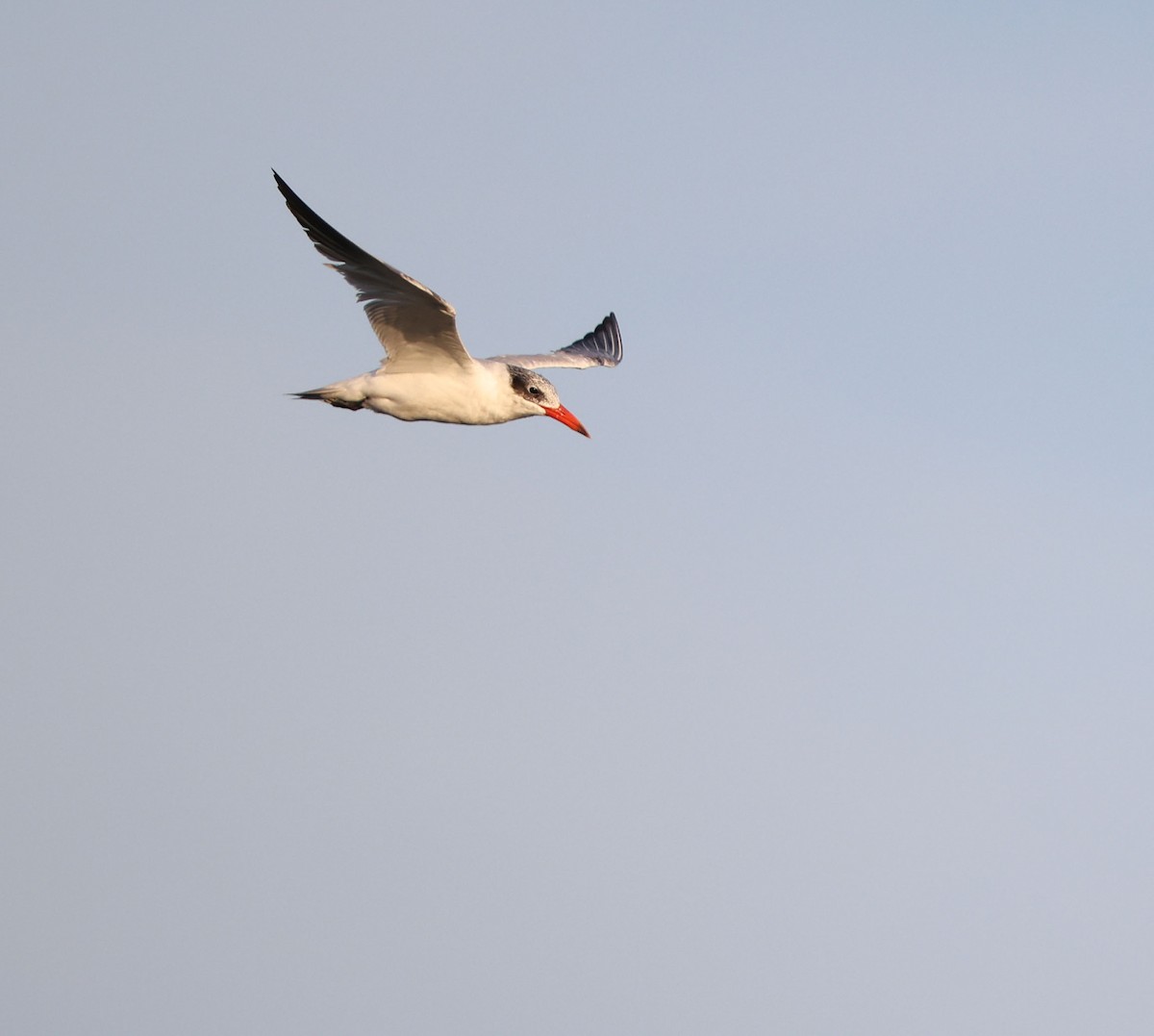 Caspian Tern - ML623640155