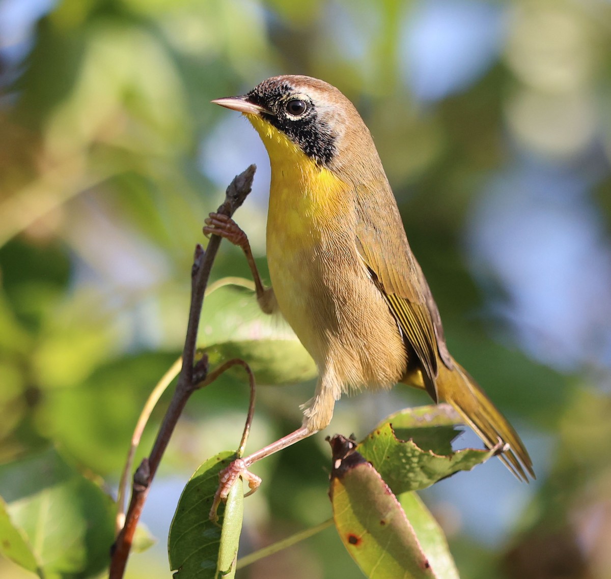 Common Yellowthroat - ML623640165