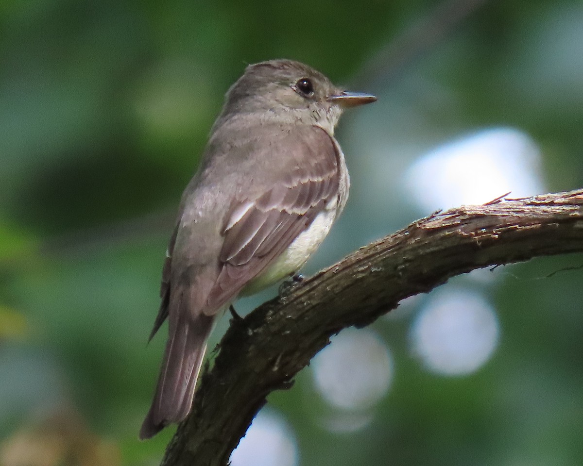 Eastern Wood-Pewee - ML623640174