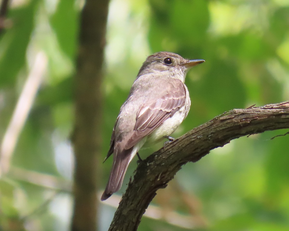 Eastern Wood-Pewee - ML623640175