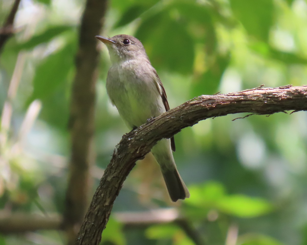 Eastern Wood-Pewee - ML623640178