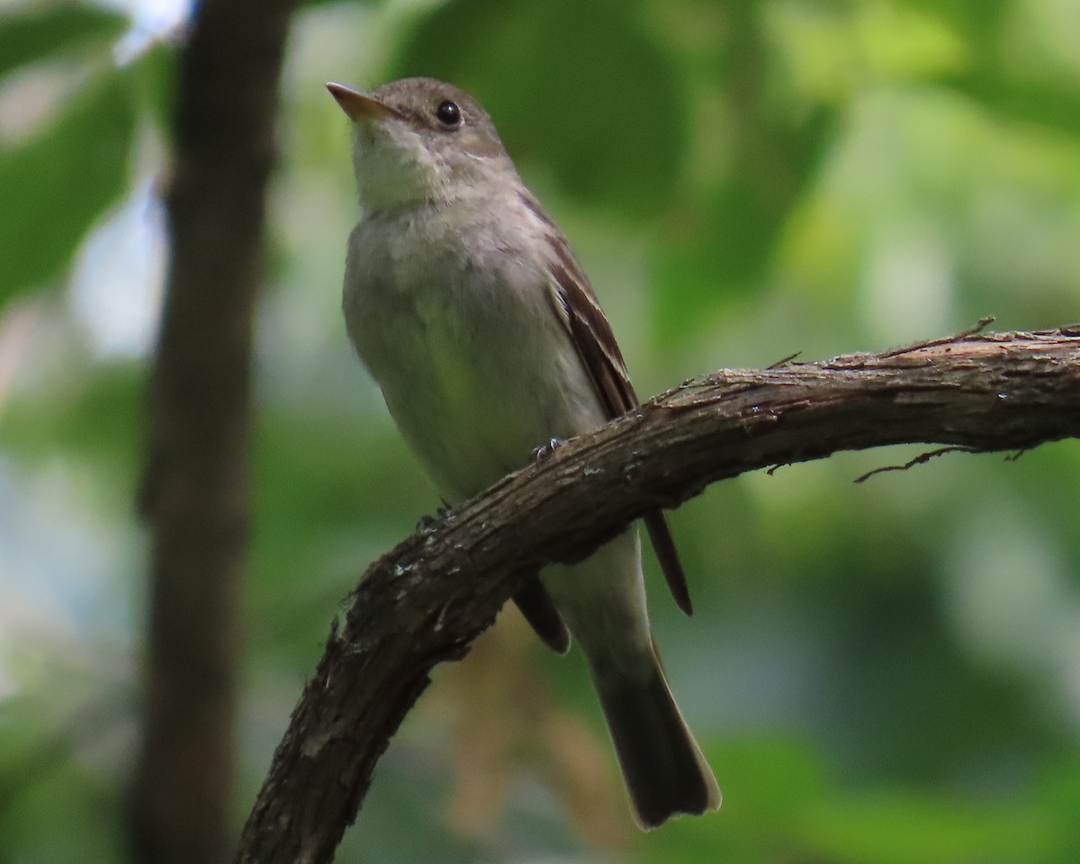 Eastern Wood-Pewee - ML623640179