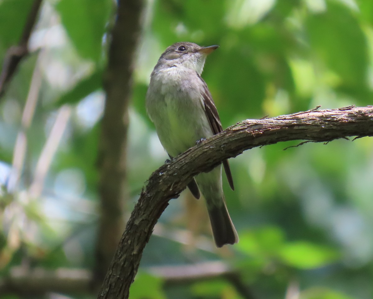 Eastern Wood-Pewee - ML623640180