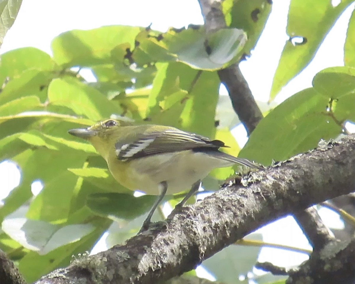 Yellow-throated Vireo - ML623640206