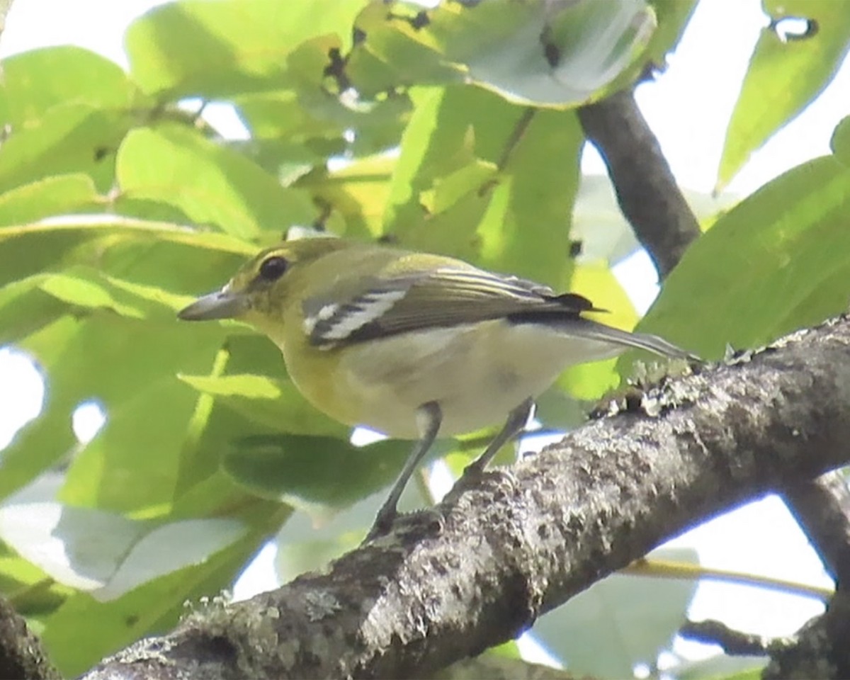 Yellow-throated Vireo - Karen Hogan