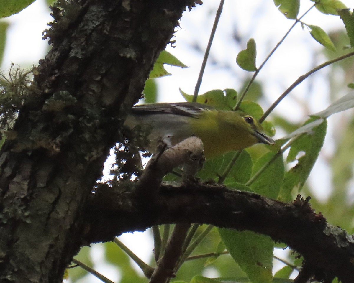 Yellow-throated Vireo - ML623640210