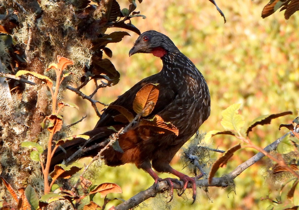 Andean Guan - ML623640212