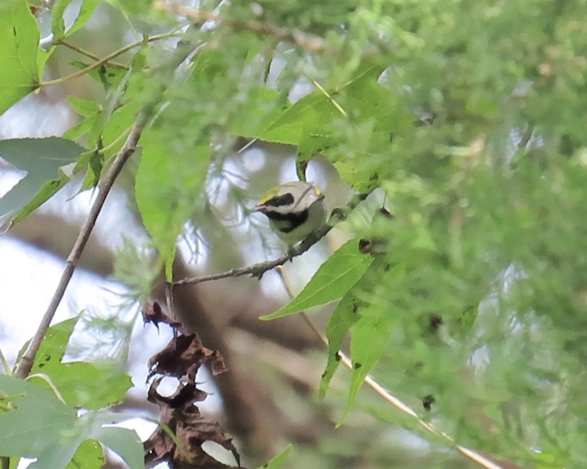 Golden-winged Warbler - ML623640224