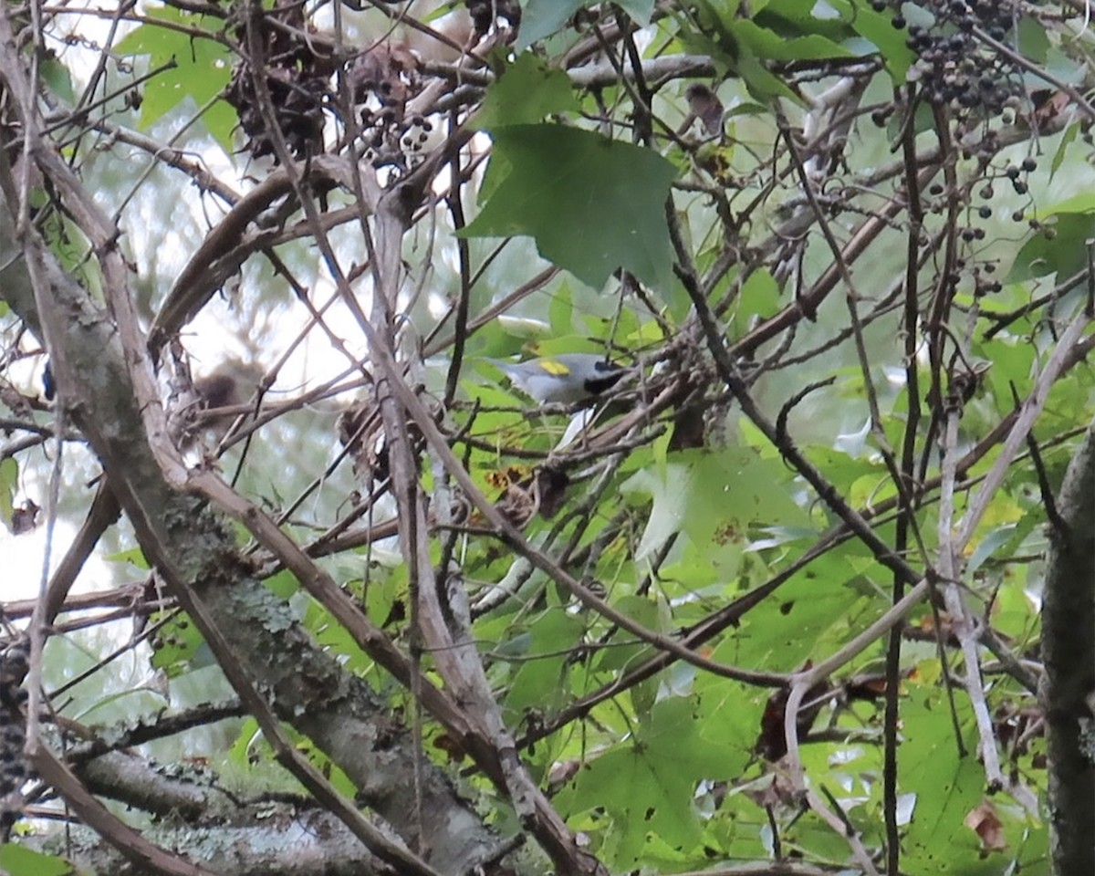 Golden-winged Warbler - ML623640226