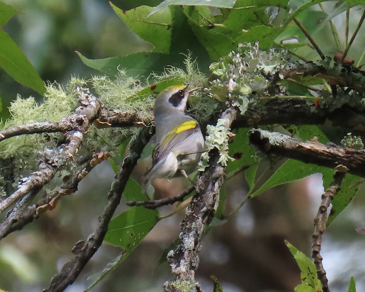 Golden-winged Warbler - ML623640227