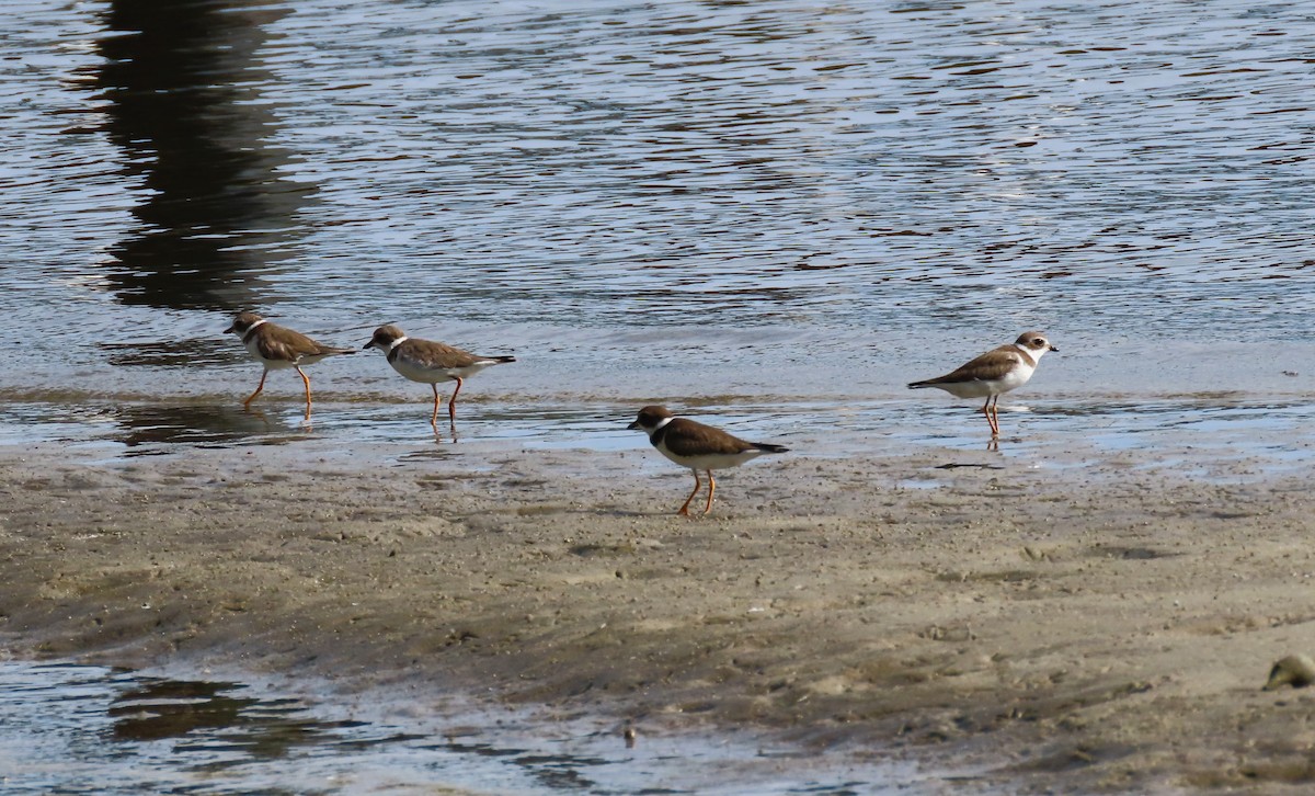 Semipalmated Plover - ML623640239