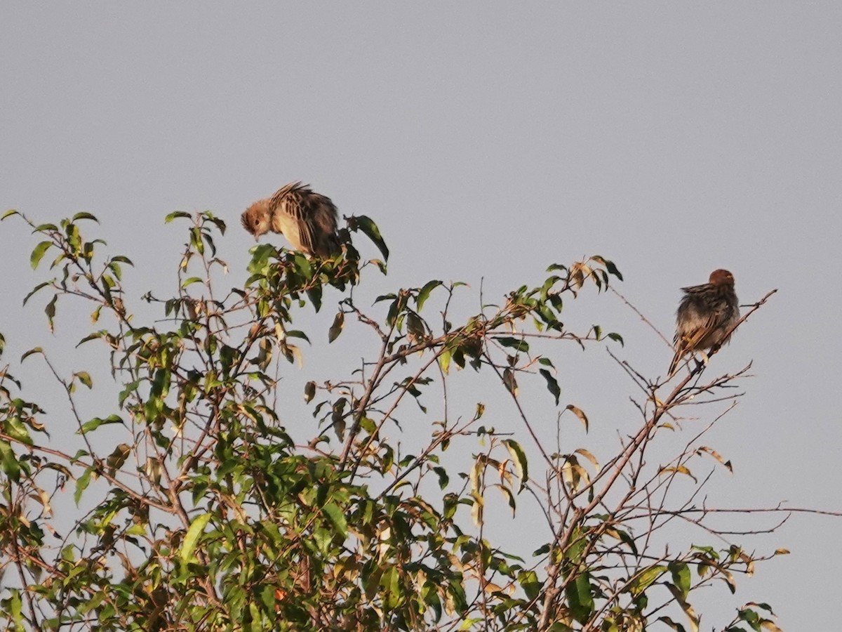 Stout Cisticola - ML623640241