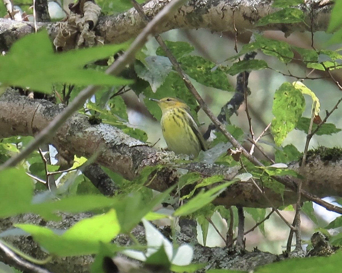 Cape May Warbler - ML623640244