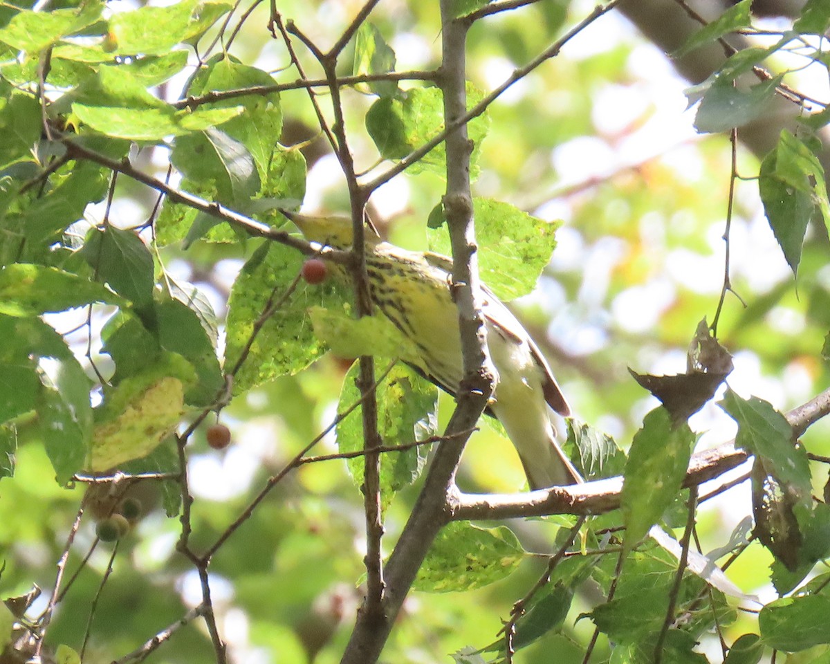 Cape May Warbler - ML623640245