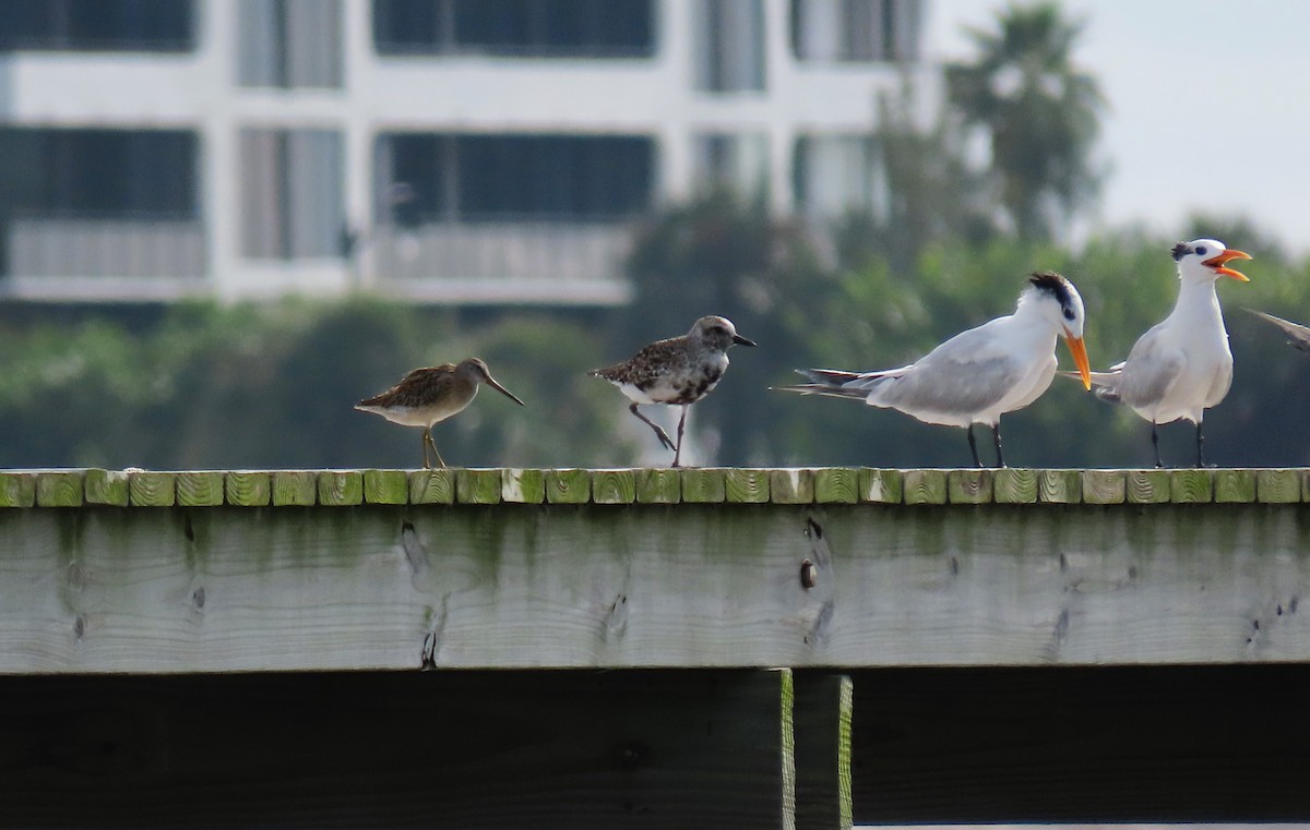 Short-billed Dowitcher - ML623640250