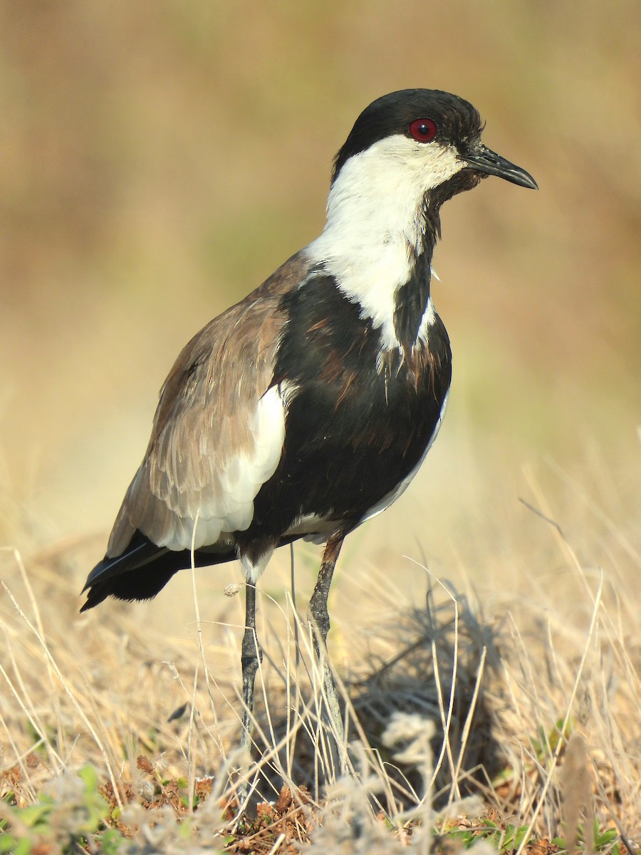 Spur-winged Lapwing - ML623640253