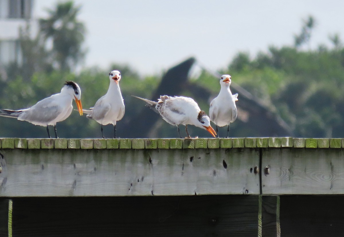 Royal Tern - ML623640257