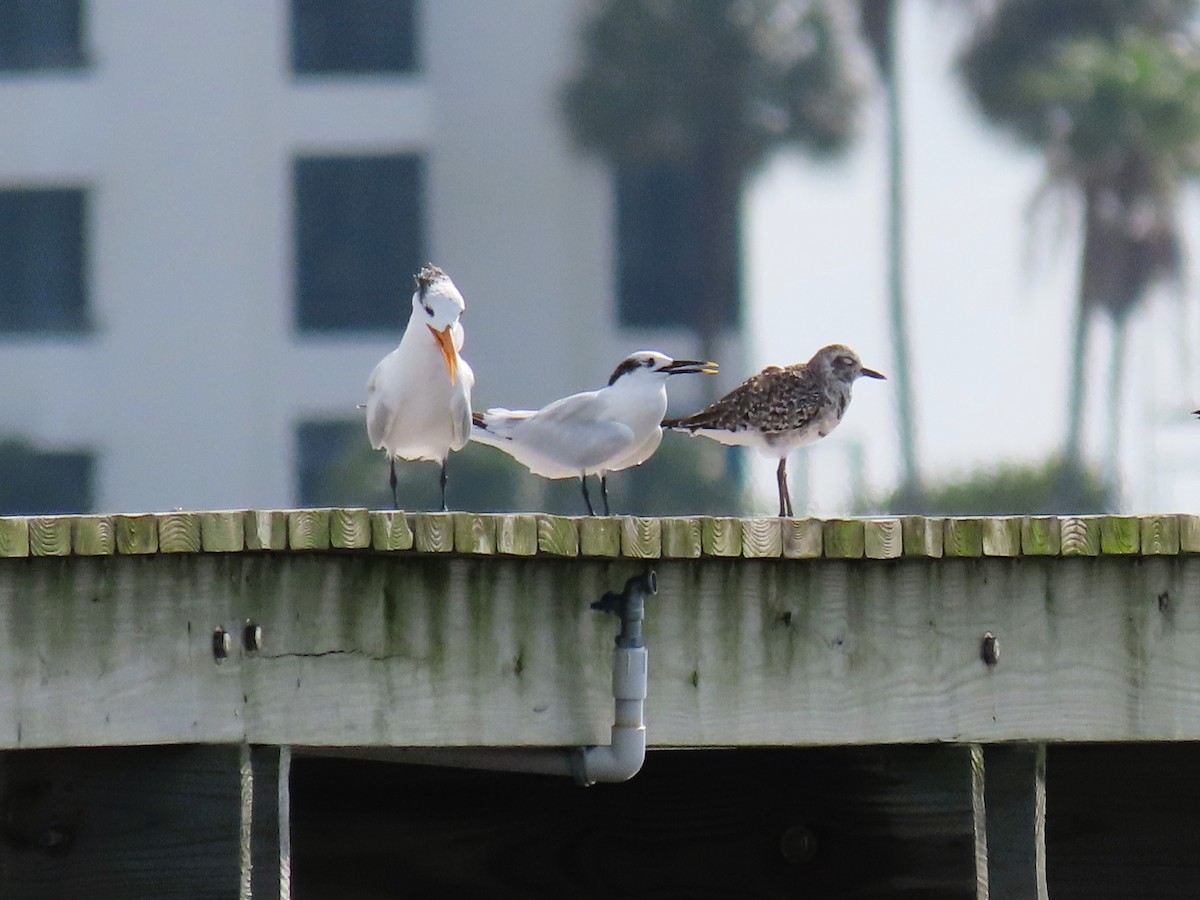 Sandwich Tern - ML623640264