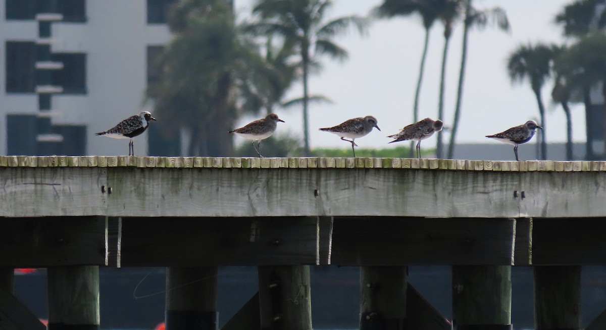 Black-bellied Plover - ML623640268