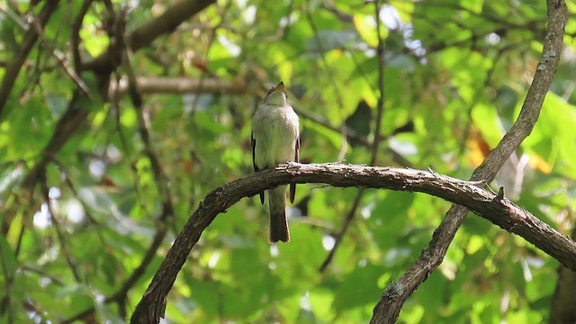 Eastern Wood-Pewee - ML623640288
