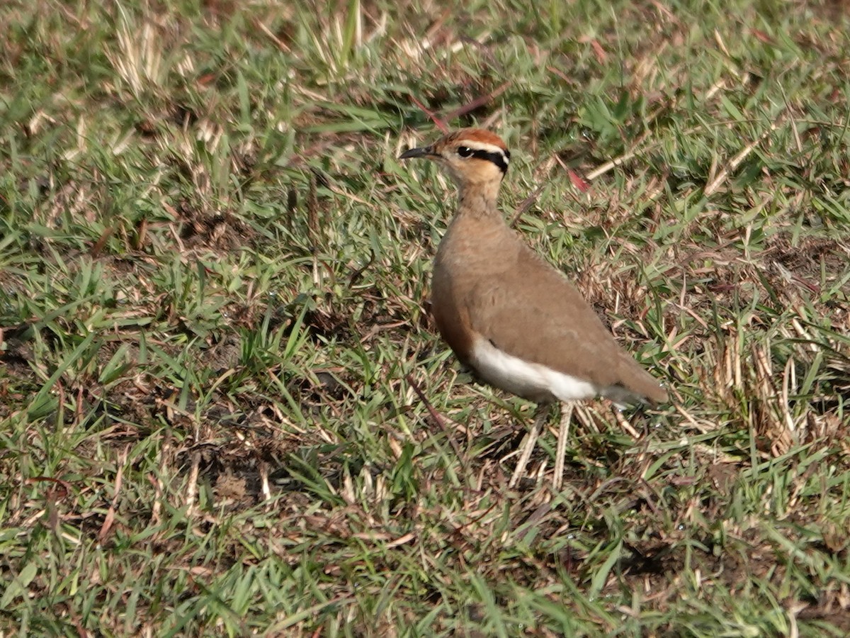 Temminck's Courser - ML623640300