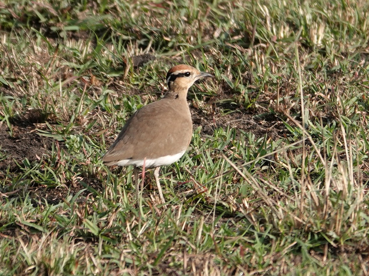 Temminck's Courser - ML623640301