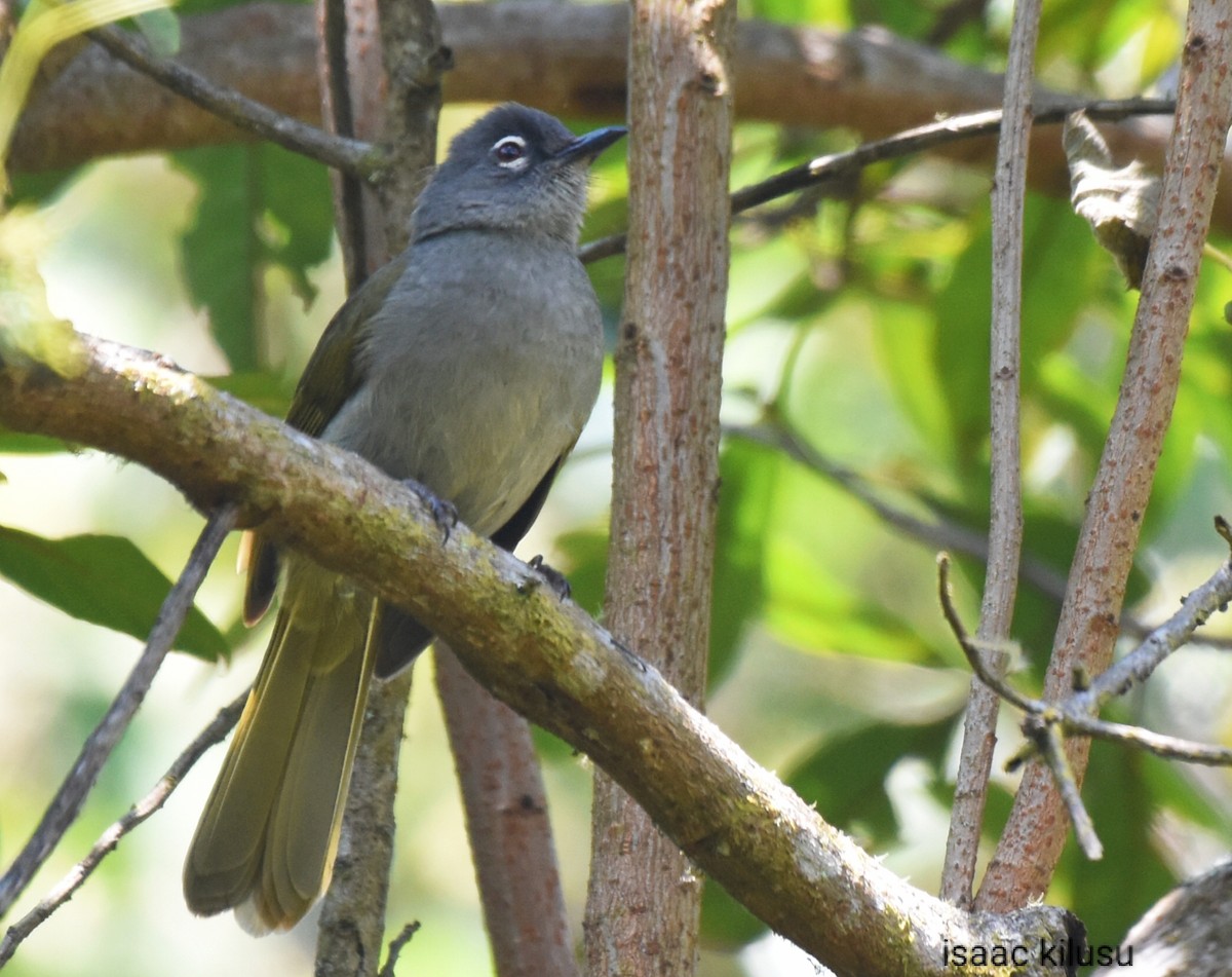 Black-browed Mountain Greenbul - ML623640312