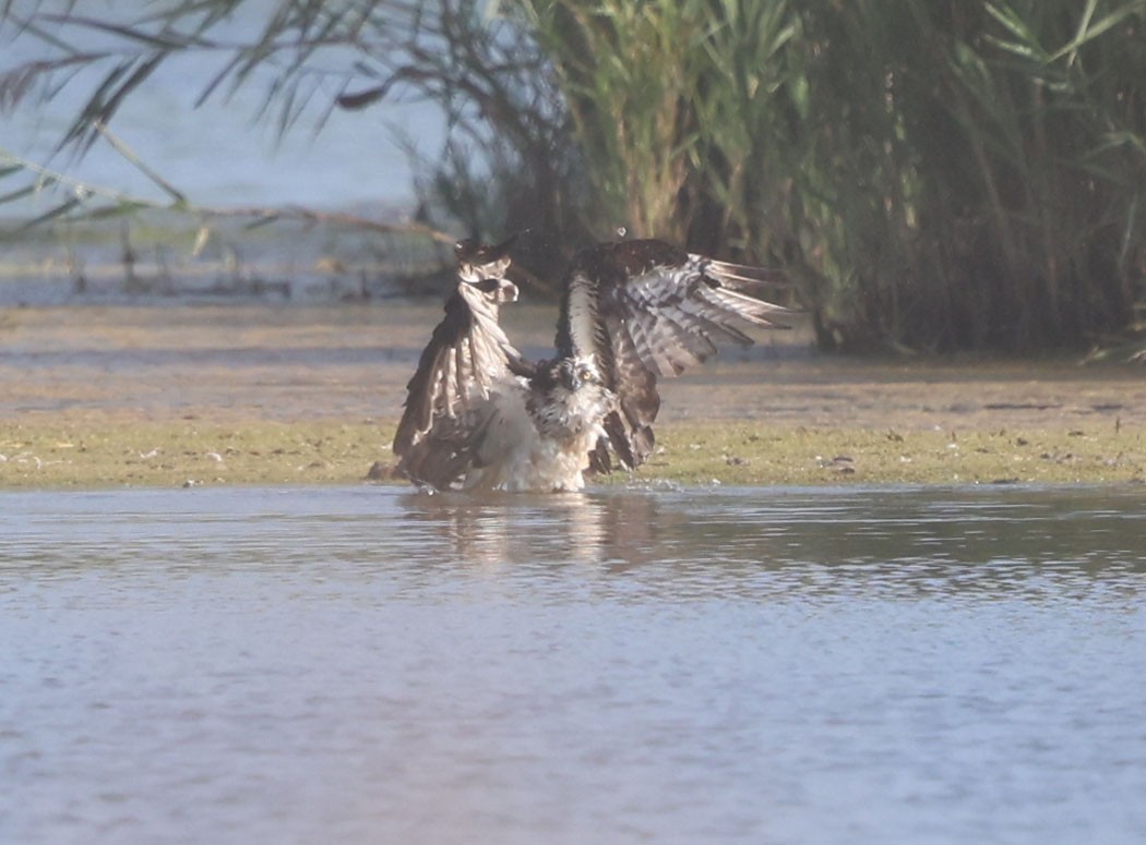 Osprey (carolinensis) - ML623640316