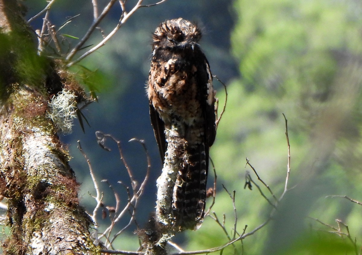 Andean Potoo - ML623640329