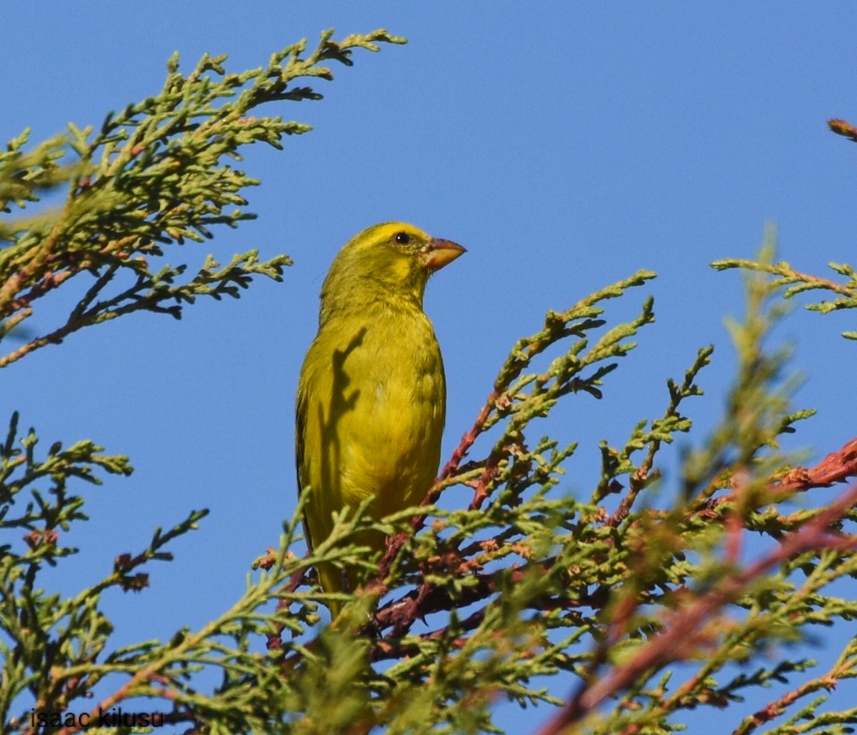 Brimstone Canary - ML623640355