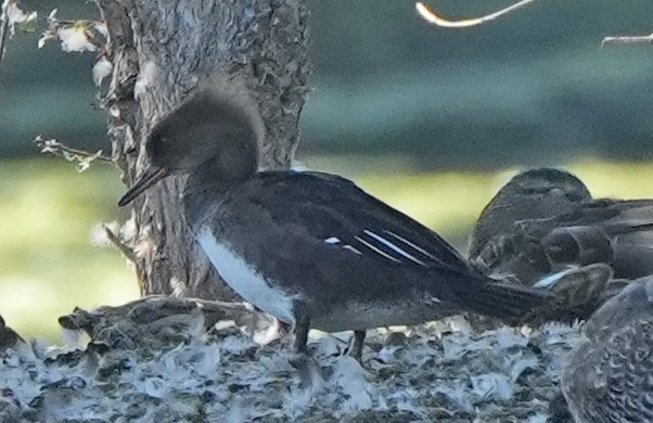 Hooded Merganser - Greg Mihalik