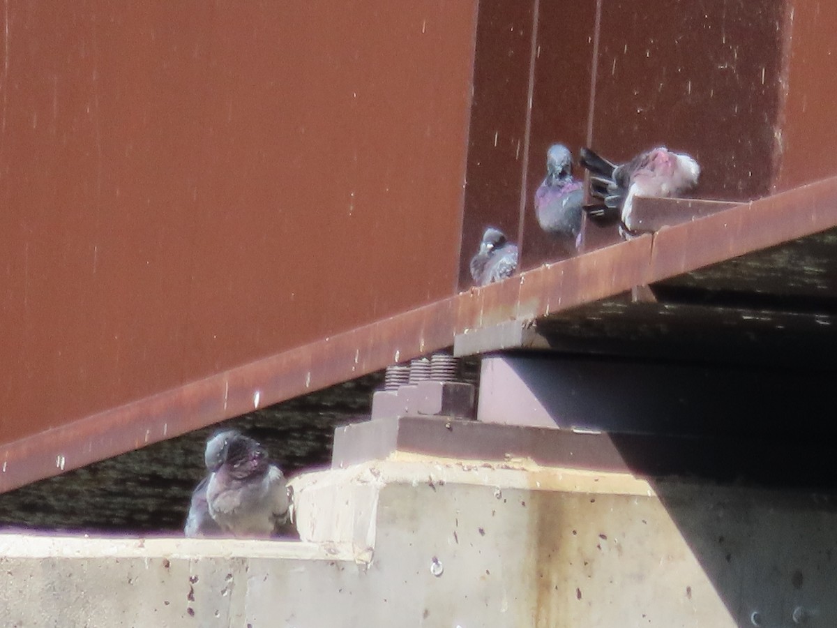 Rock Pigeon (Feral Pigeon) - Kim Springer