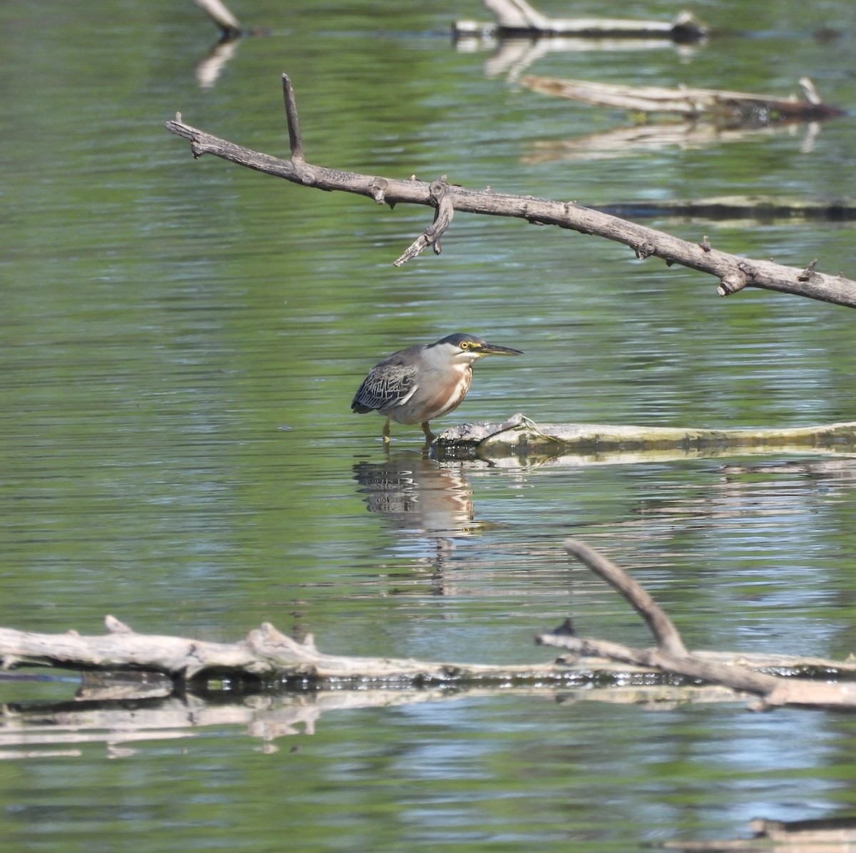 Striated Heron - ML623640394